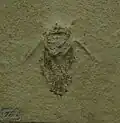 Scarabaeides deperditus, espèce fossile du Tithonien (Jurassique), env -150 millions d'années