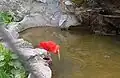 Ibis rouge