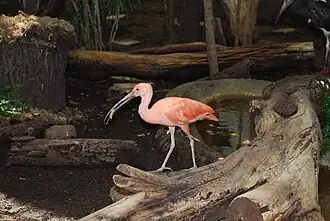 Un Ibis rouge.