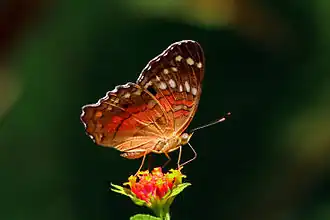Revers de l'imago.