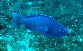Scarus coeruleus