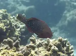 Scarus falcipinnis femelle
