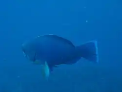 Scarus ovifrons