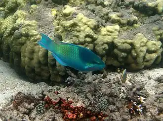 Scarus scaber mâle