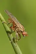 Scathophaga furcata