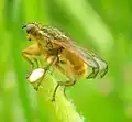 Scatophage du fumier