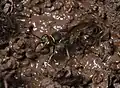 Pélopée courbée Sceliphron curvatum (espèce invasive en Europe)