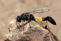 Sceliphron spirifex