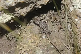 Description de l'image Sceloporus bicanthalis.jpg.