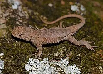 Description de l'image Sceloporus consobrinus, Jefferson County, Missouri.jpg.