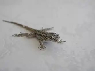 Description de l'image Sceloporus cozumelae.jpg.