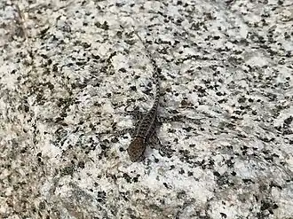 Description de l'image Sceloporus grandaevus.jpg.