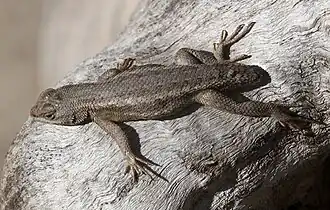 Description de l'image Sceloporus slevini.jpg.