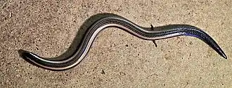 Description de l'image Scelotes bidigittatus 12457290.jpg.