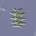 Scenedesmus dimorphus&nbsp;(en)