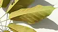 Feuille de Didymopanax morototonii (détail de la face inférieure)