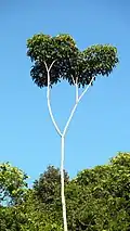 Houppier de Didymopanax morototonii