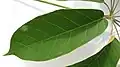 Feuille de Didymopanax morototonii (détail de la face supérieure)