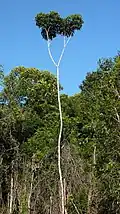 Pied de Didymopanax morototonii