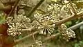 Inflorescence de Didymopanax morototonii (détail)