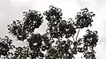 Houppier de Didymopanax morototonii