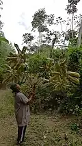 Rameau feuillé de Didymopanax morototonii