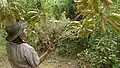 Rameau feuillé et inflorescence de Didymopanax morototonii