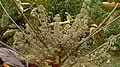 Inflorescence de Didymopanax morototonii (vue d'ensemble)