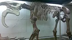 D. giganteum du Muséum de Moldavie (crâne disparu durant la Seconde Guerre mondiale et reconstitué).
