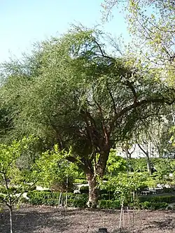 Le Molle (Schinus polygamus). Cette espèce est très résistante et rustique. C'est une plante médicinale. De croissance rapide, elle atteint 150&nbsp;cm de hauteur en trois ans.