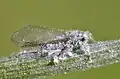 Insecte ailé recouvert de poils blancs.