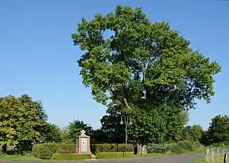 Büttel (Elbe)