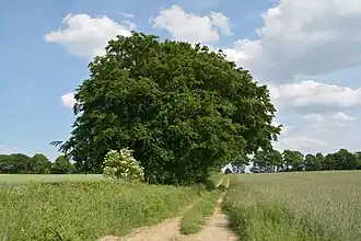 Warringholz
