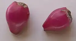 Fruits mûrs.