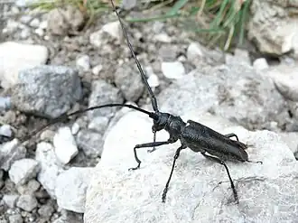 Monochamus sartor(Fabricius, 1787) ♂