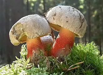 Le Bolet à beau pied (Caloboletus calopus)
