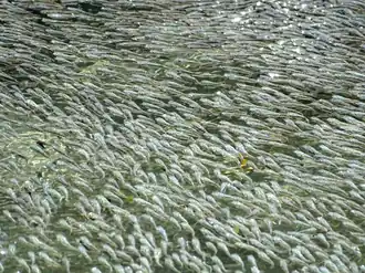 Description de l'image School of sulphur mollies.png.