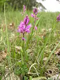 Polygala comosa (Autriche).