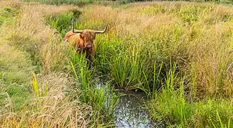 Un Scottish Highlander se baignant près d'Oldeberkoop dans le parc Delleboersterheide.