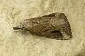 Schrankia costaestrigalis(Hypenodinae, incertae sedis)