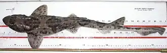 Description de l'image Schroederichthys bivius UNMDP-DI 018+1312408328.jpg.
