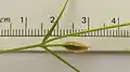 Schultesia guianensis