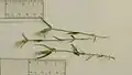 Schultesia guianensis