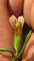 dissection florale de Schultesia guianensis