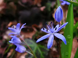Scilla.
