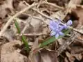 Inflorescence