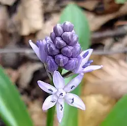 Jeune inflorescence.