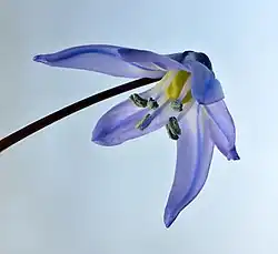 Fleur.