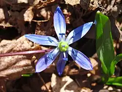 Fleur.