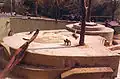 Singes